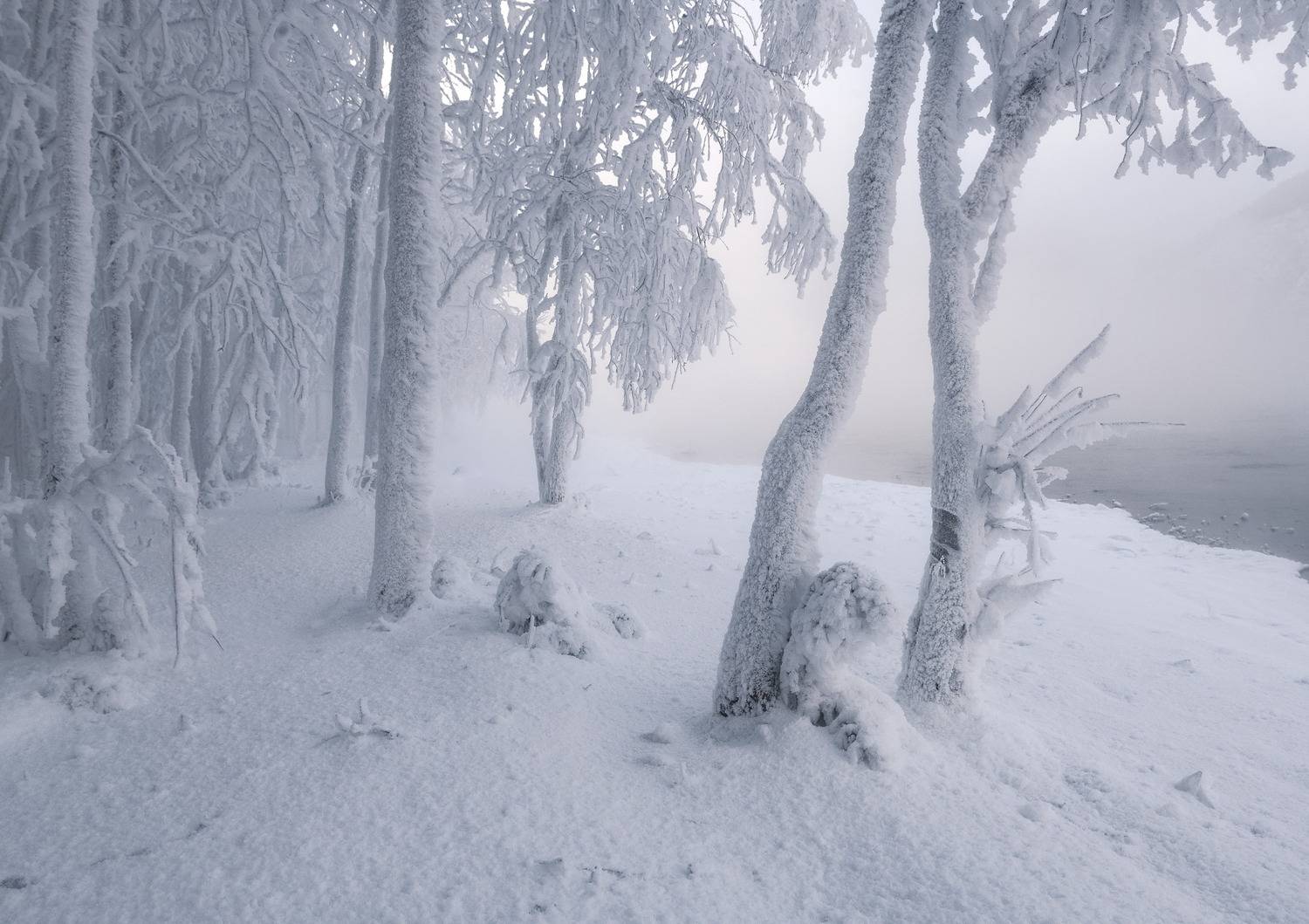 зима, мороз, енисей,  сибирь, дивногорск, иней , изморозь, Марина Фомина