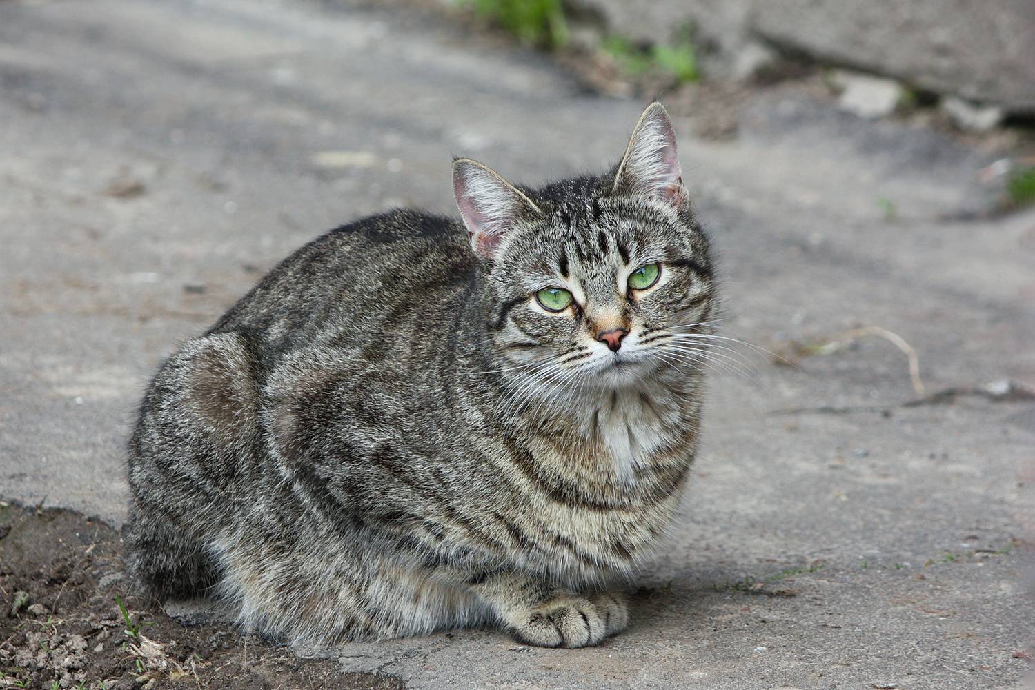 кошка, КарОл