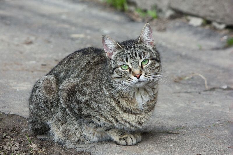 кошка Задумчивость фото превью