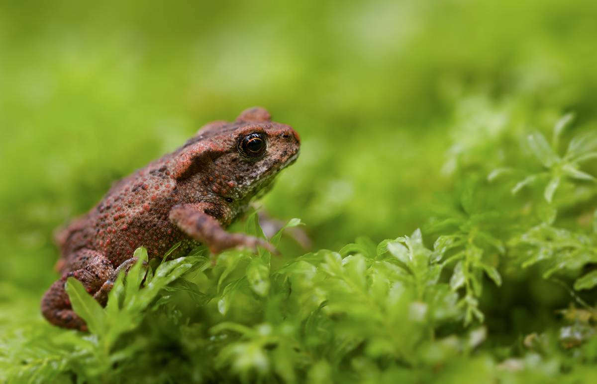 жаба, макро, macro,  frog, Хилько Марина