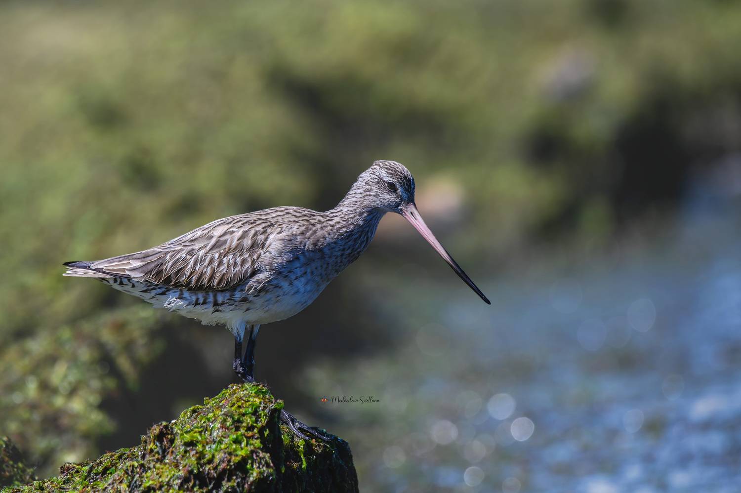 фотоохота, птица, кулики, зима, птицы, веретенник малый, Медведева Светлана