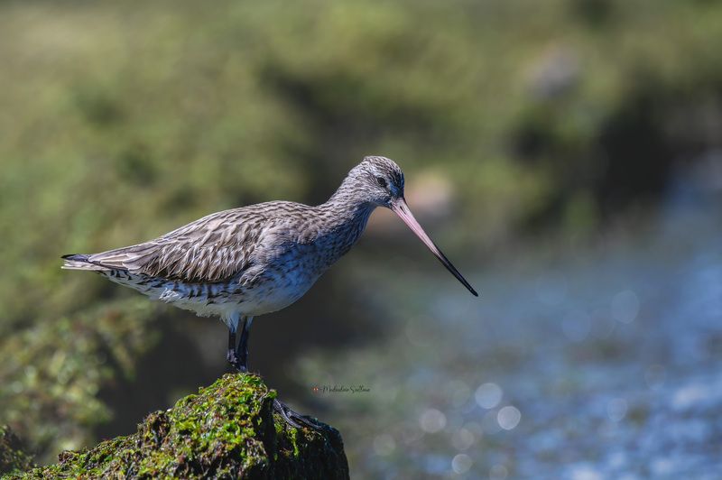 фотоохота, птица, кулики, зима, птицы, веретенник малый Малый веретенник. фото превью