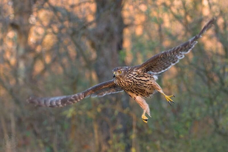 Большой - Lens and Feathers фото превью