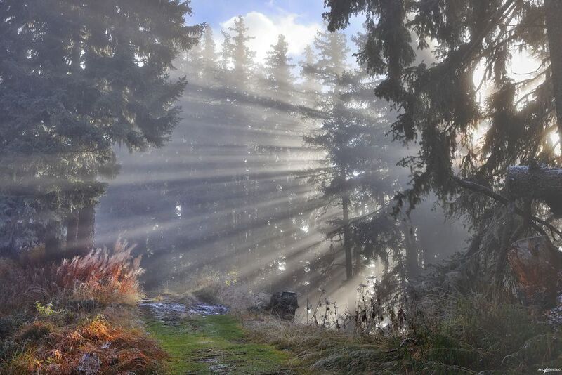 swiss Утро лучистое.. фото превью