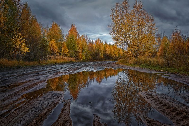 ...Ходит с тростью резной По поблёкшим коврам да по лужам... (Галина Чехута) фото превью
