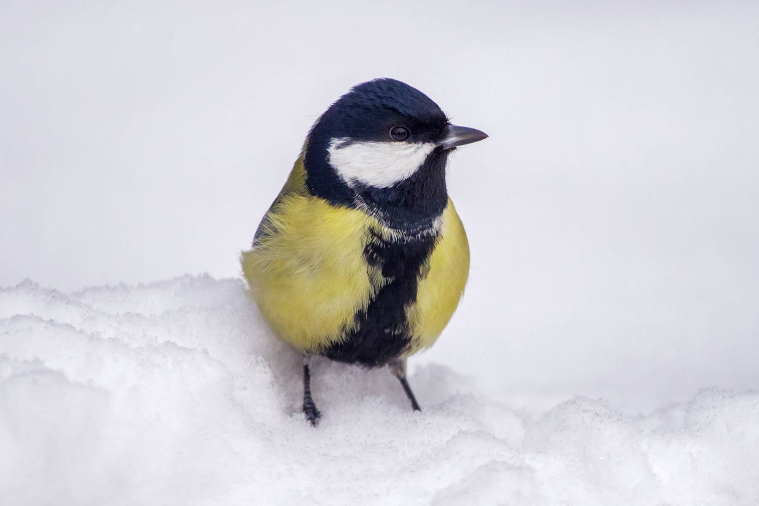 , Алексеев Сергей