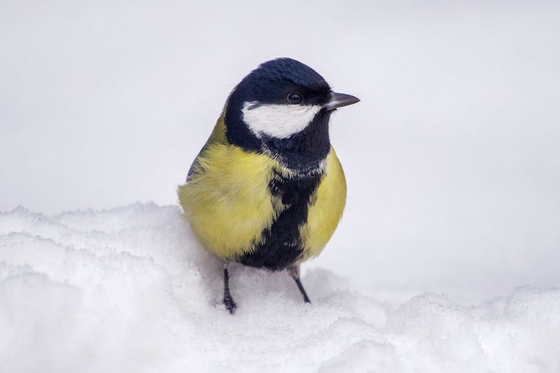 Зимний портрет синицы. фото превью