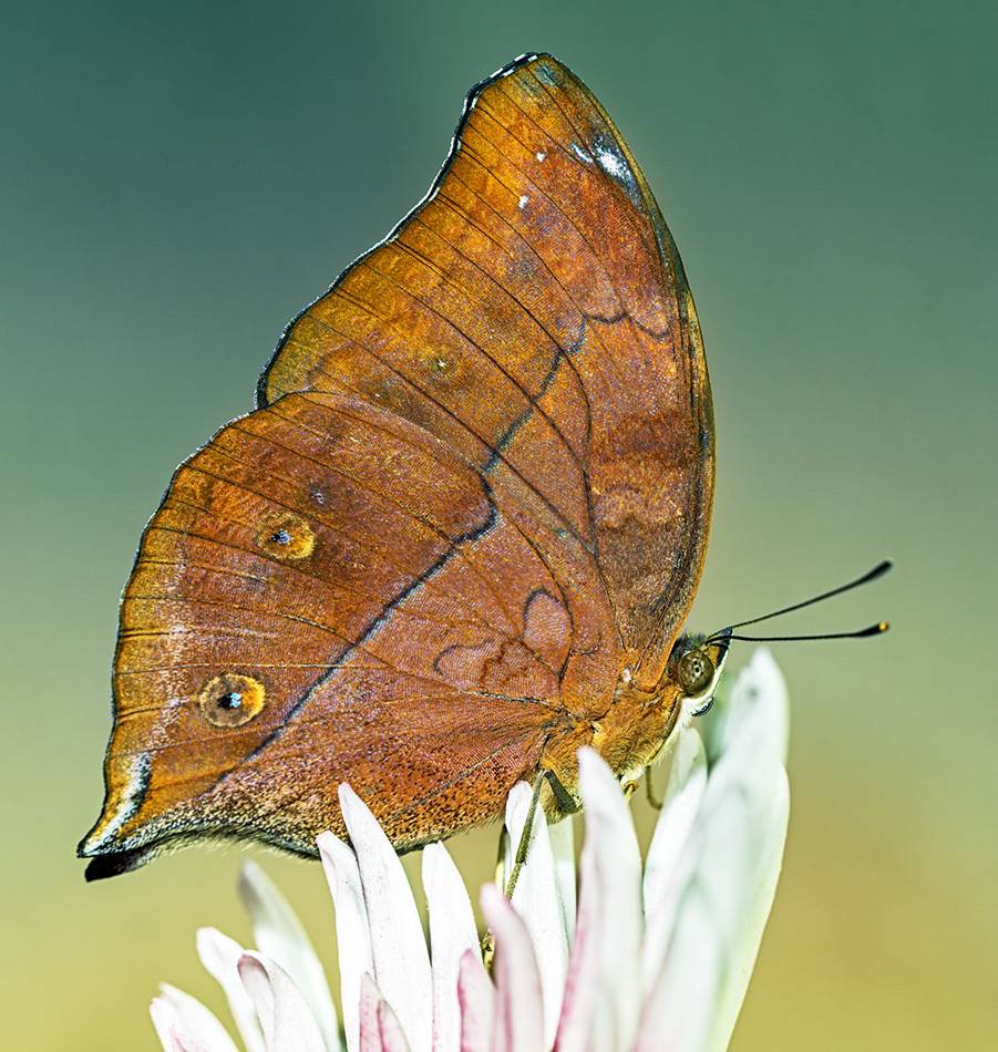 насекомые, бабочка, нимфалида, тропическая, осенний лист, Борис Новиков