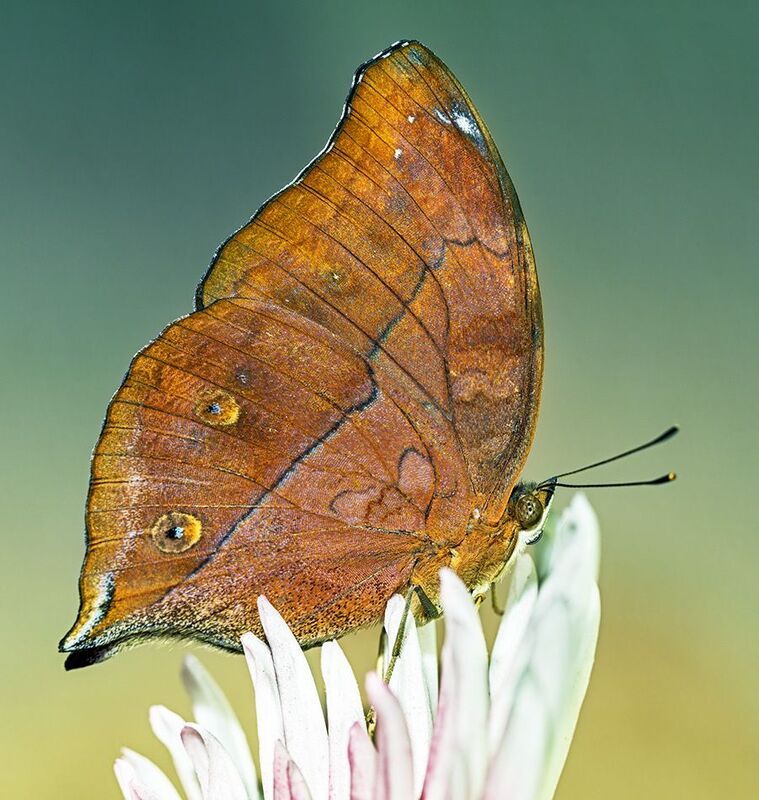 Осенний лист фото превью
