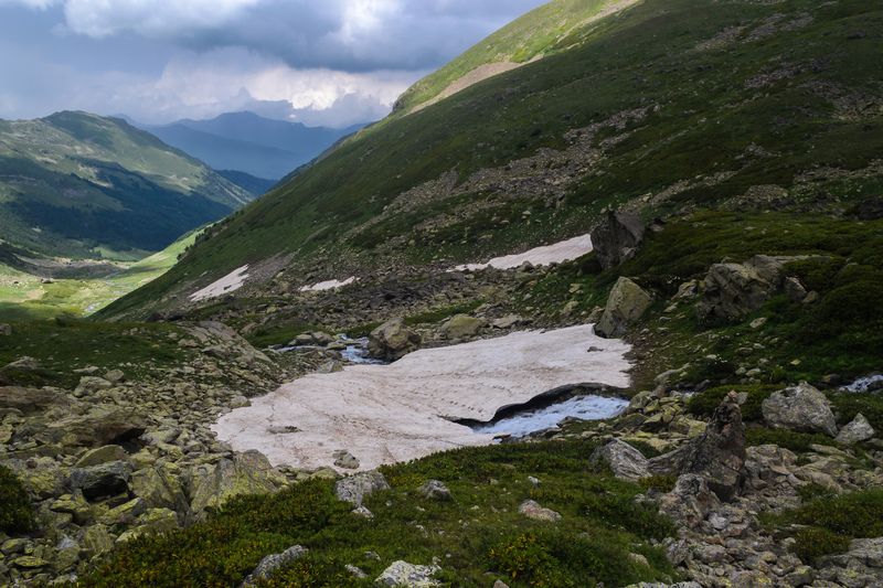 Снежник. фото превью