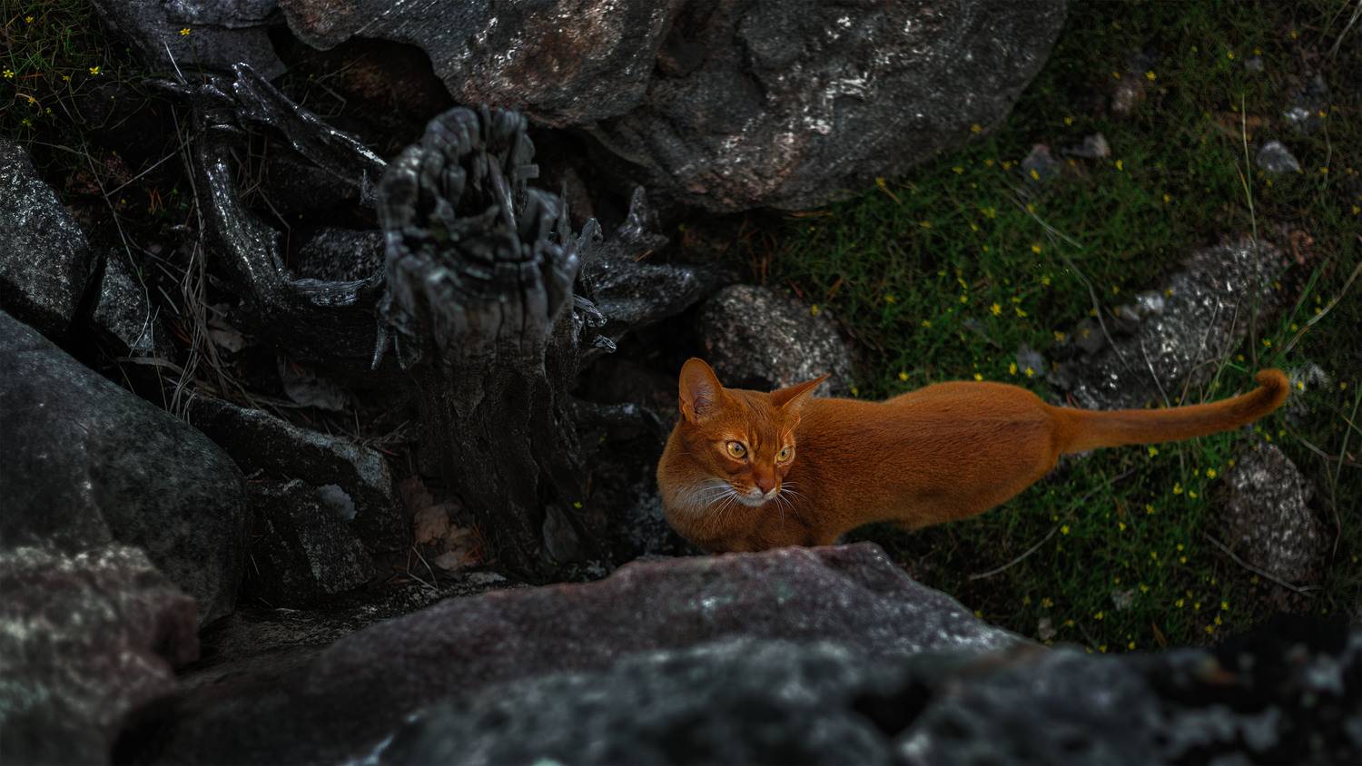 , Елена Михайлова