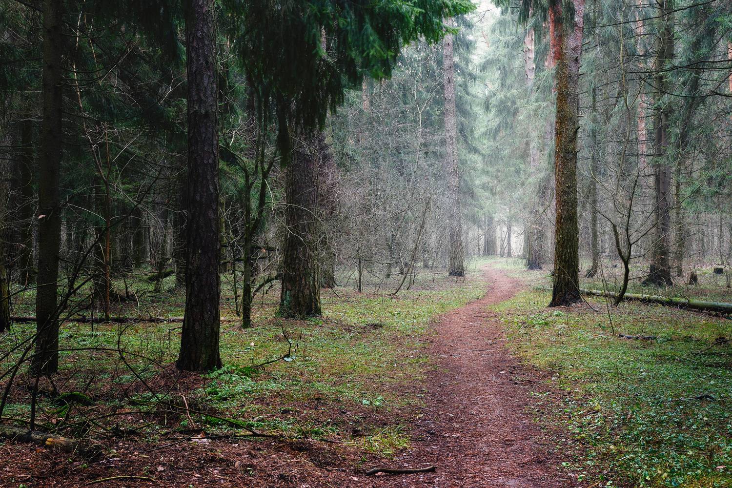 лес, деревья, листва, дымка, Валерий Вождаев