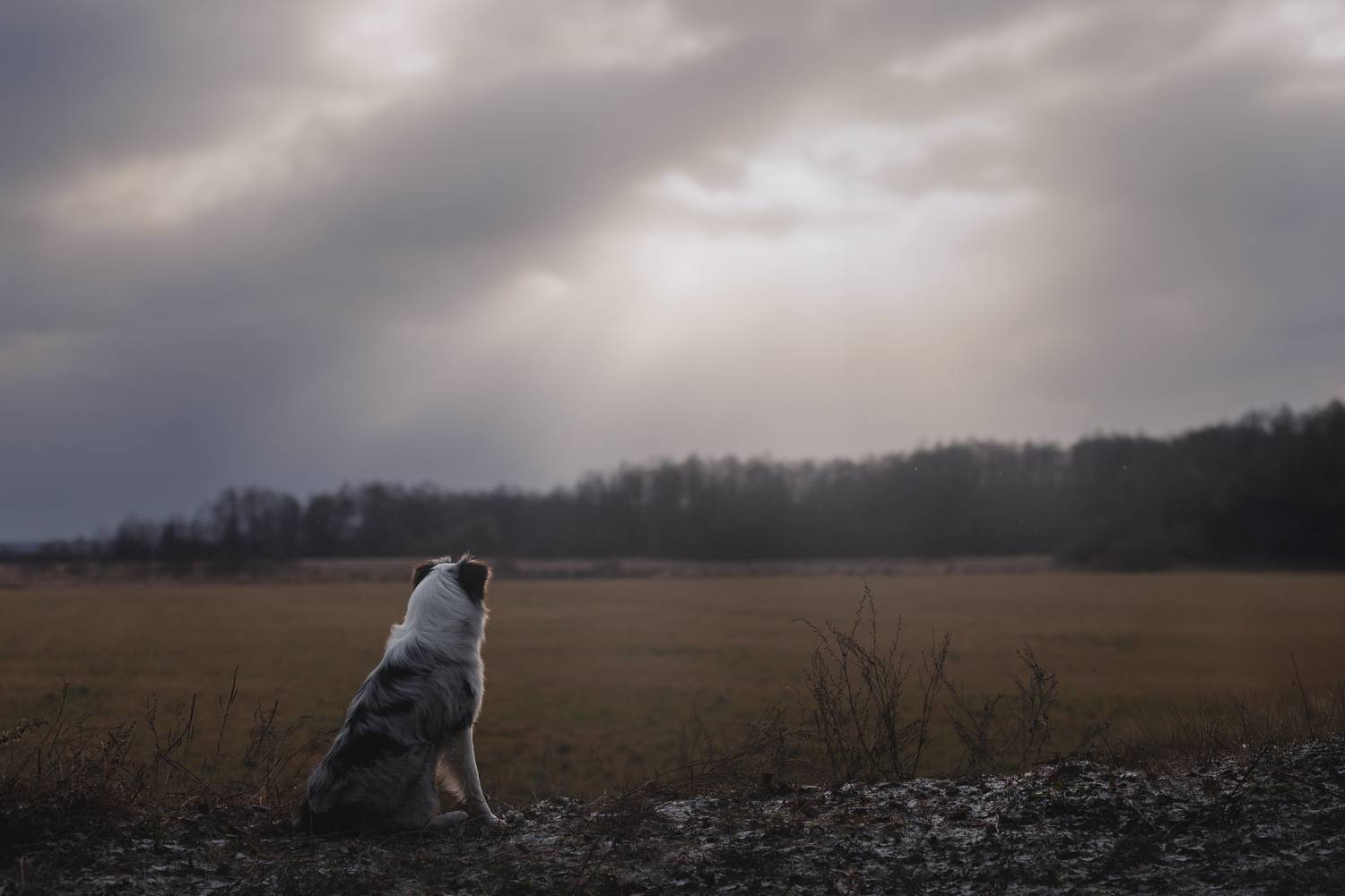 , Шерскова Мария