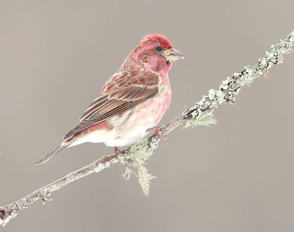 purple finch, пурпурная чечевица, чечевица, зима, birds,winter, Etkind Elizabeth
