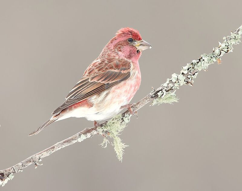 purple finch, пурпурная чечевица, чечевица, зима, birds,winter Purple finch male - Пурпурная чечевица фото превью