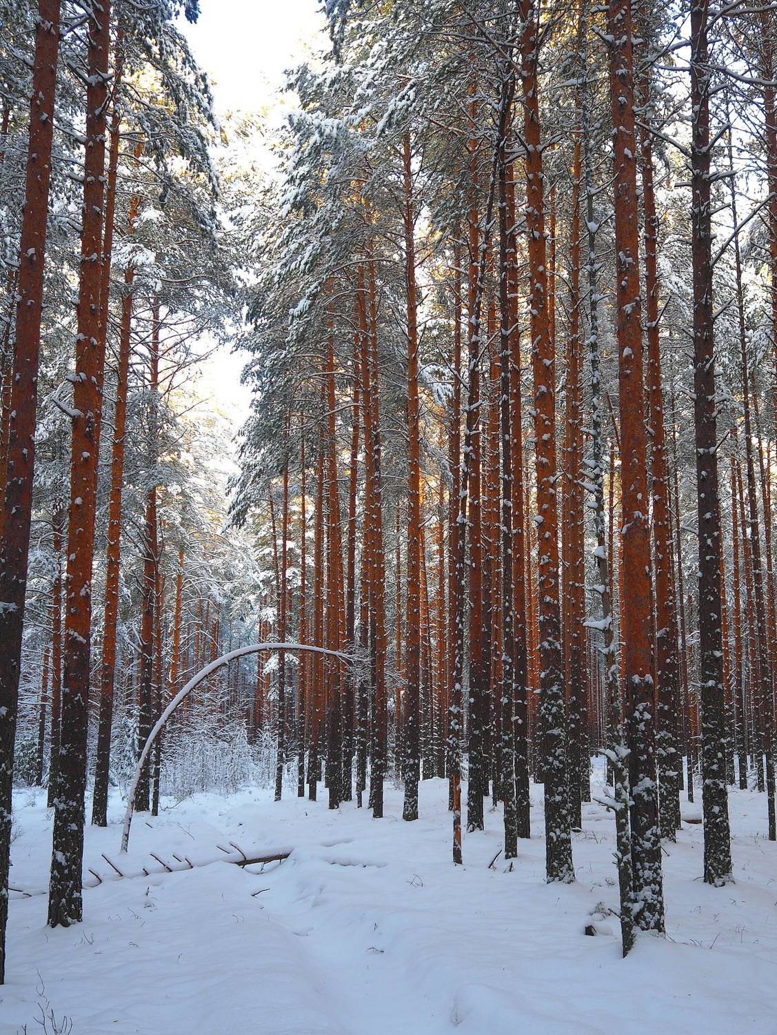 зима солнце лес, ANDREY PERESHEIN