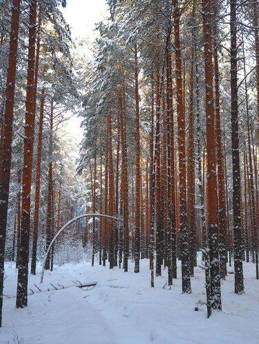 Солнышко в лесу