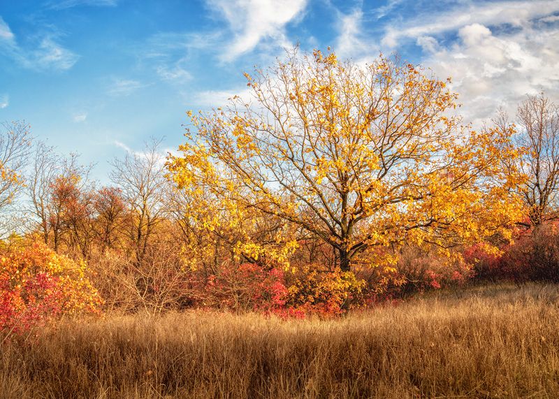 Осень золотая фото превью