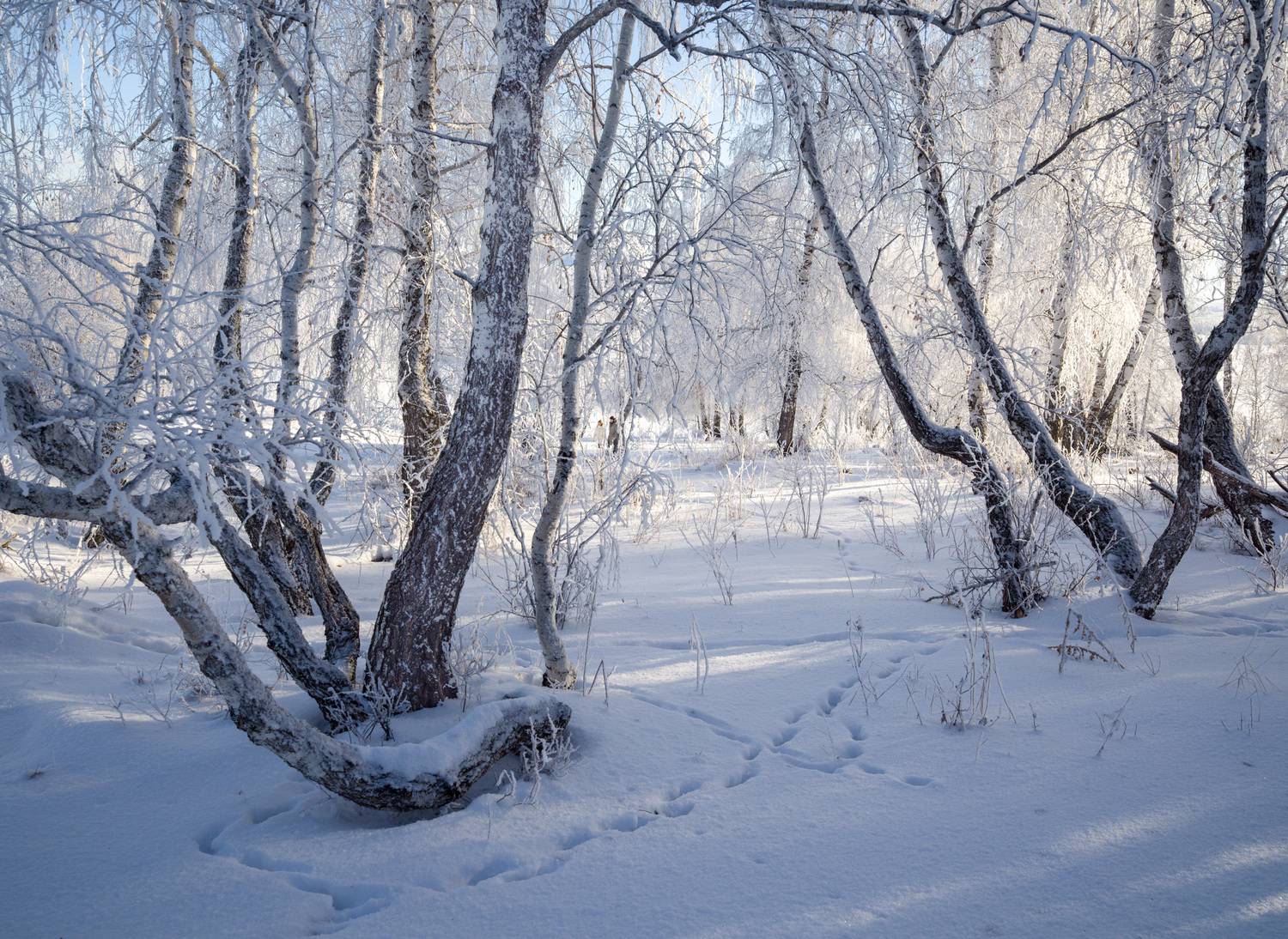 , Шустиков Дмитрий