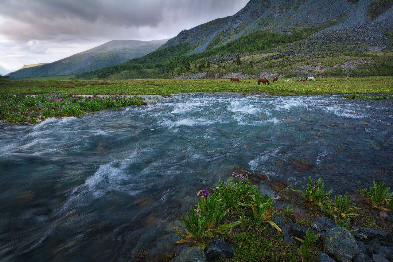 Altai, Mountains, Nikon, Nikon D7100, Sigma10-20, Аккем, Алтай, Белуха, Быстрая река, Вода, Горный алтай, Горы, Лошади, Ненастье, Непогода, Никон D7100, Пейзаж, Пейзажнаясъемка, Россия, Цветы, Жмак Евгений
