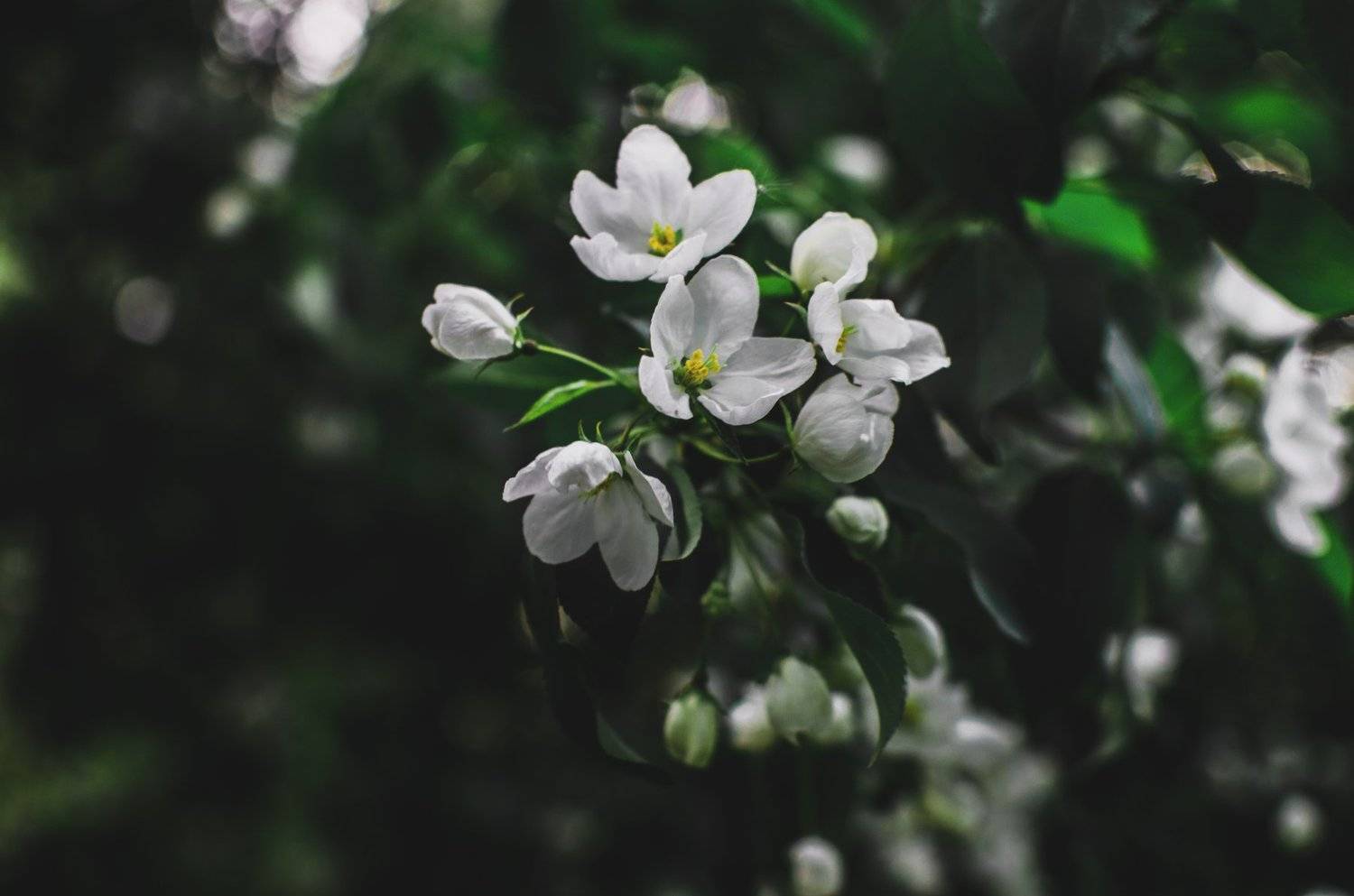 весна,цветет,цветы,зелень, Карепанов Евгений