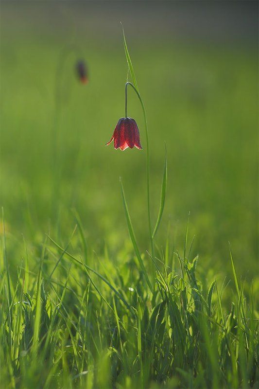 Фонарь фото превью