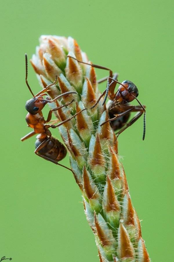 Insect, Macro, Makro, Nature, Mariusz Oparski