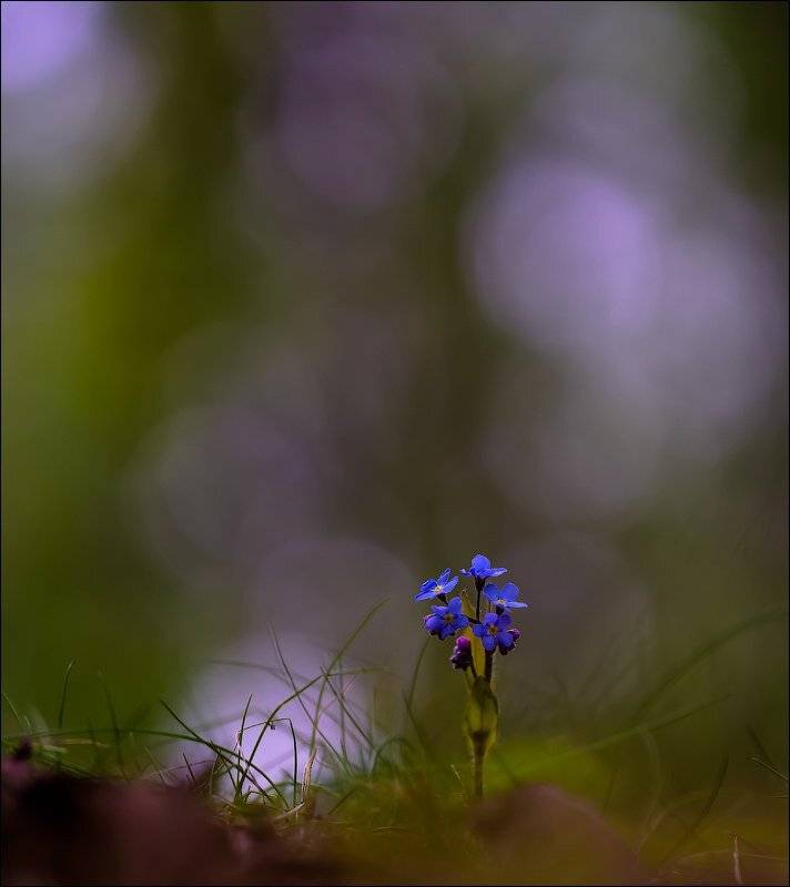 , Бурлов Андрей