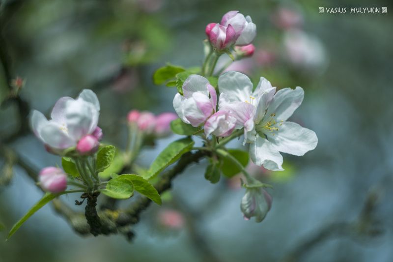 Яблони в цвету ... фото превью