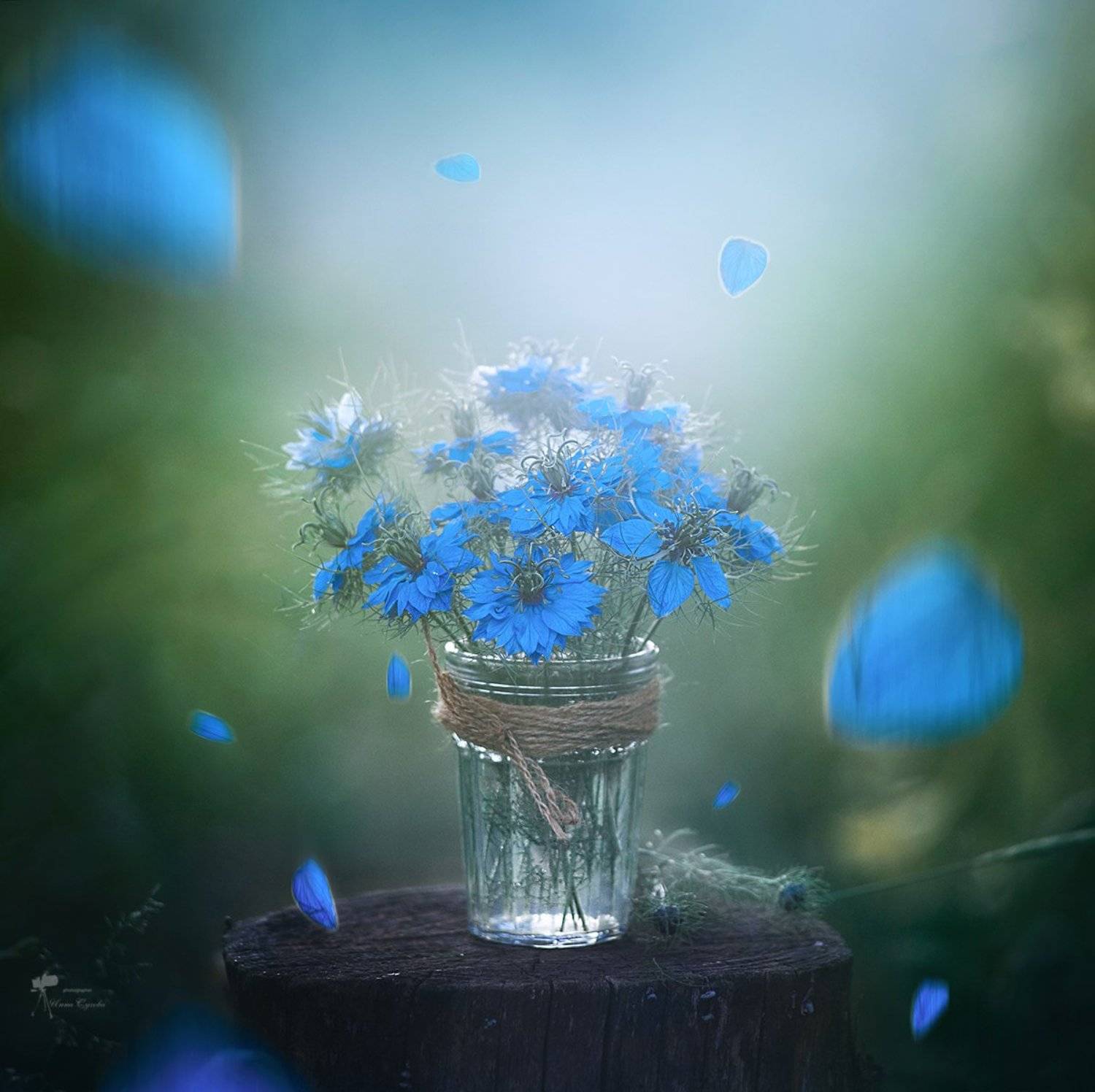 Нигелла, Пенек, Свет, Стакан, Цветы, Инна Сухова