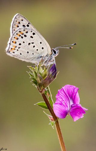 Lycaena tityrus