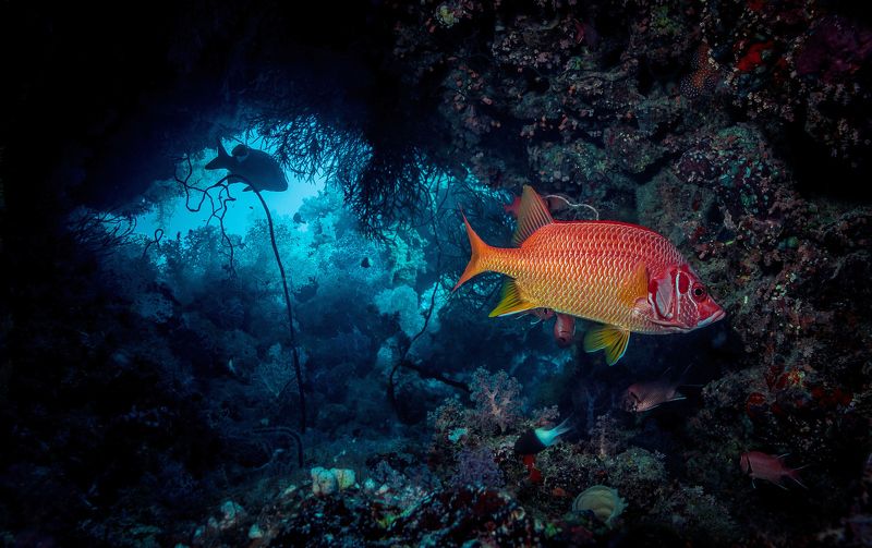 Рыба - белка фото превью