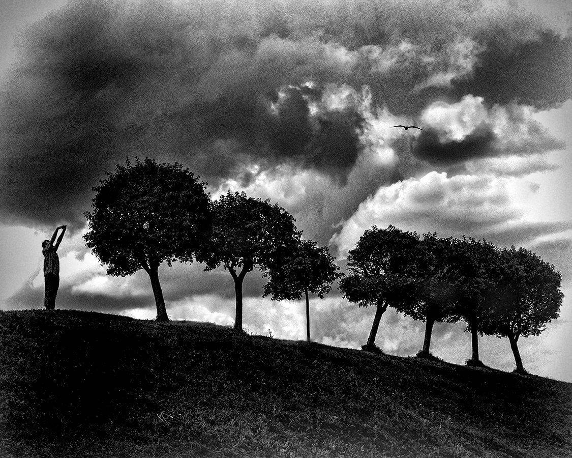 ч/б,деревья,полет,петродворец, alexOmRam