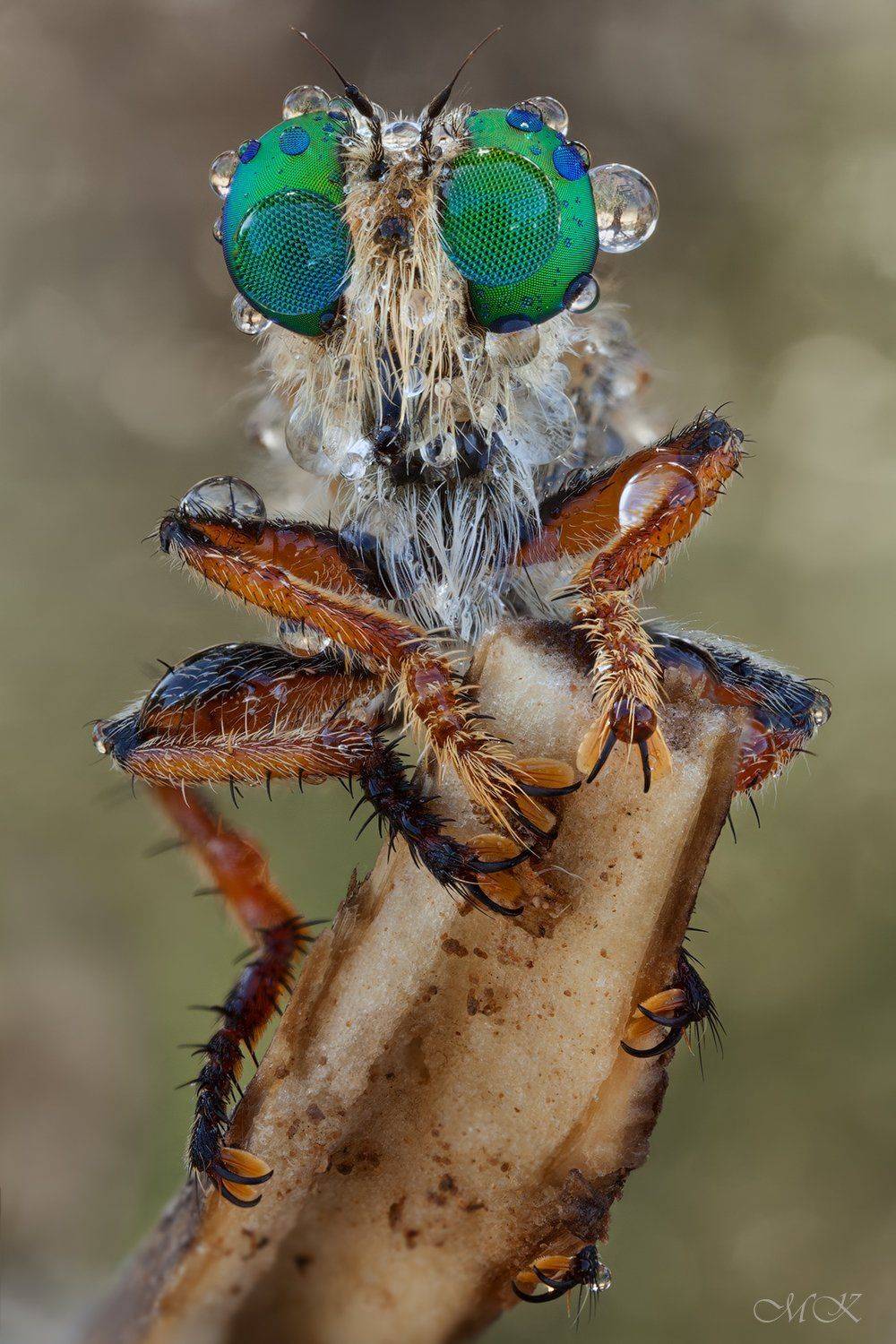 Robber fly, Ктырь, Мультифокальные линзы, Miron Karlinsky