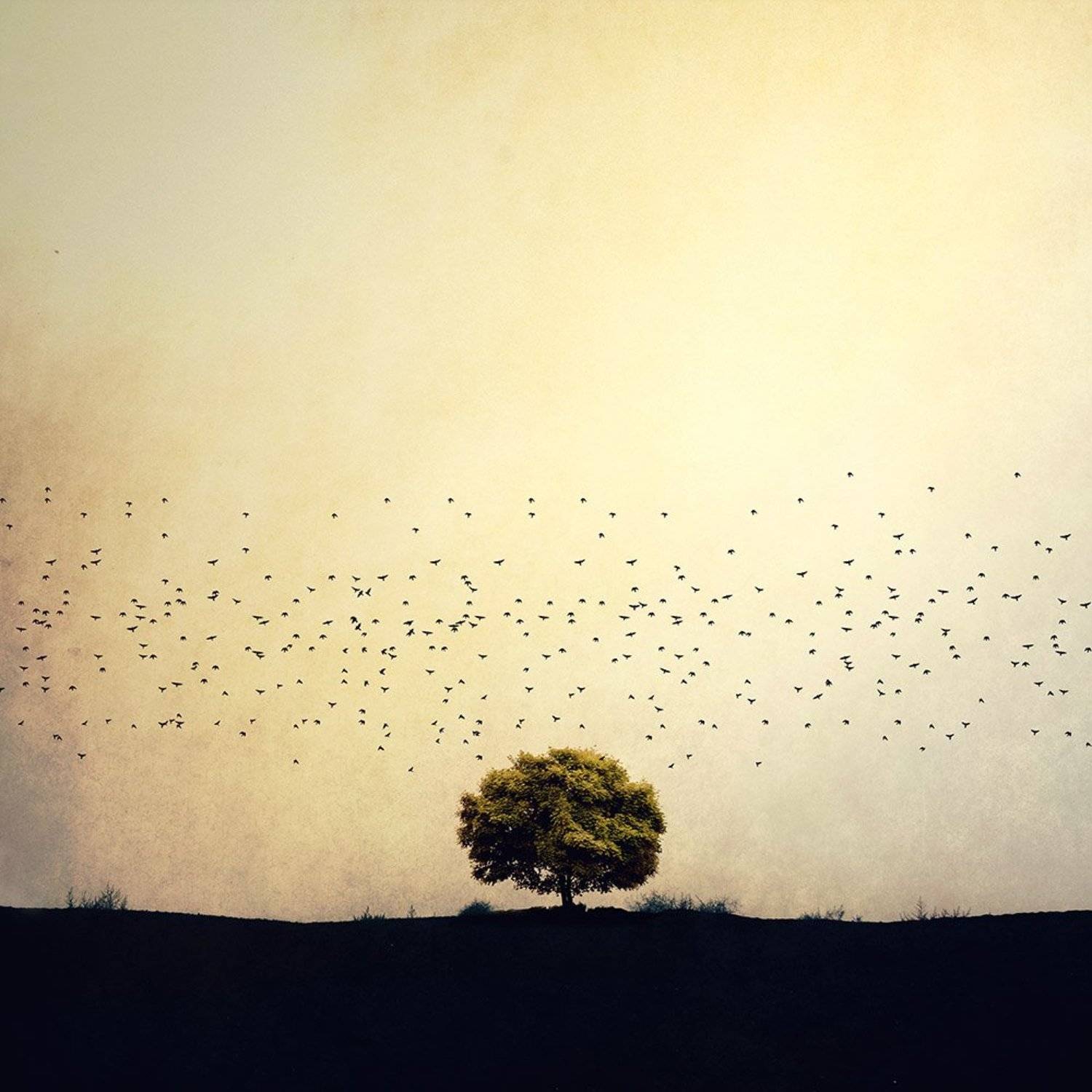 Creative, fineart, edit, tree, birds, landscape, conceptual, yellow, life, , Milad Safabakhsh