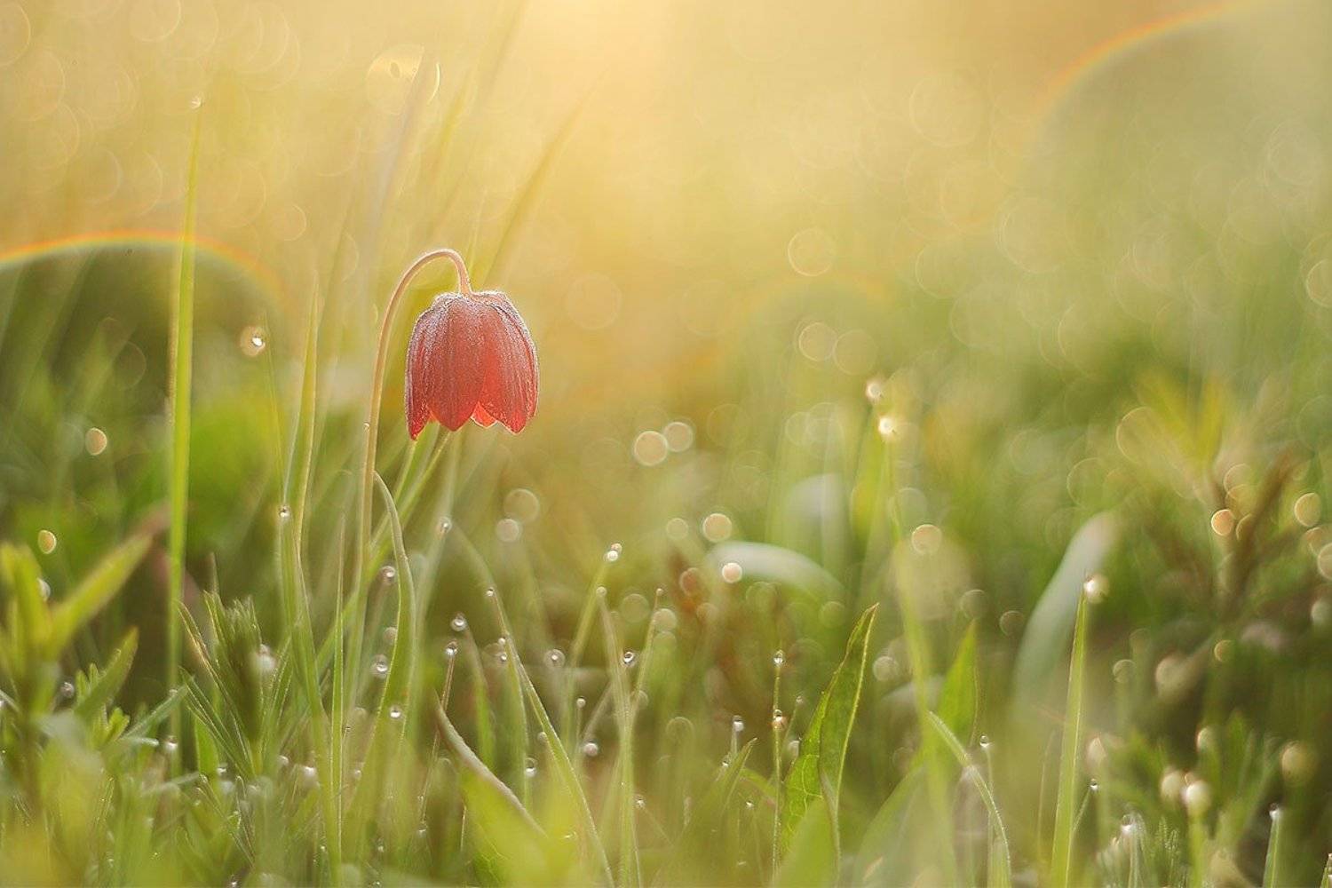 , Роман Рысь