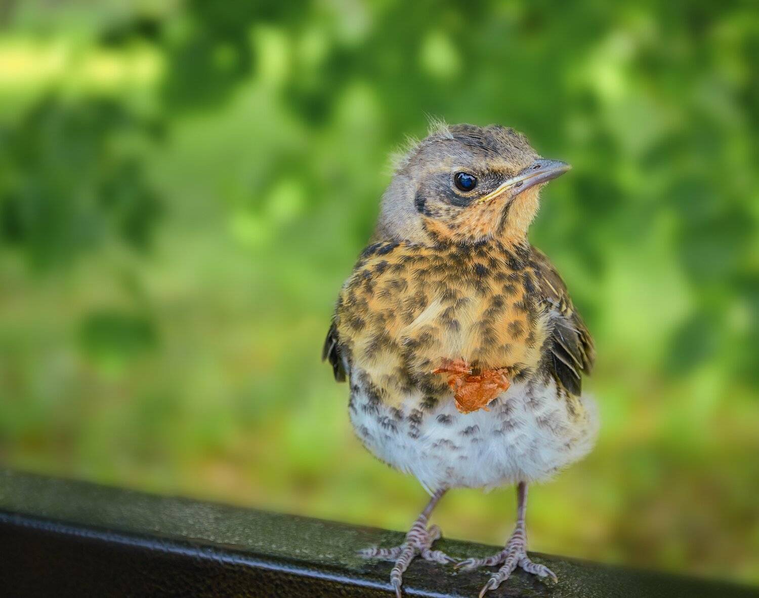 , Олег Богданов