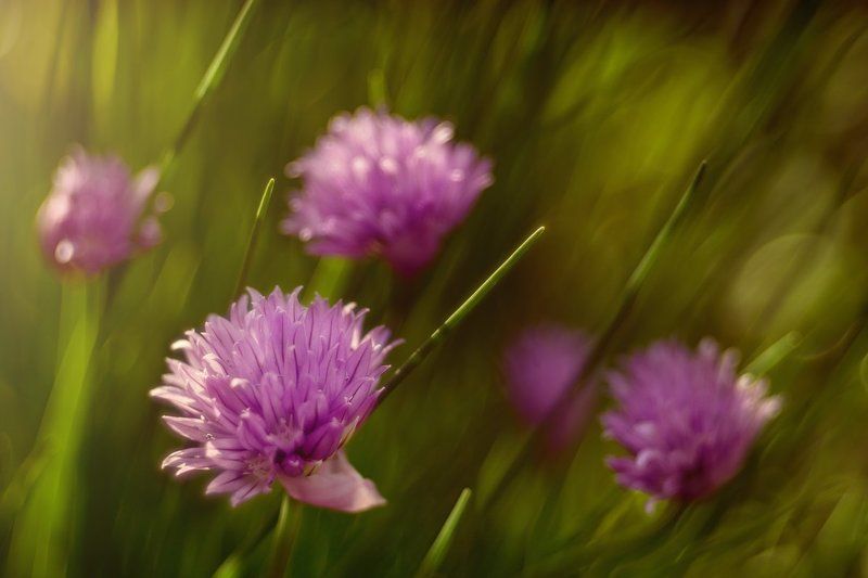 Лук расцвел фото превью