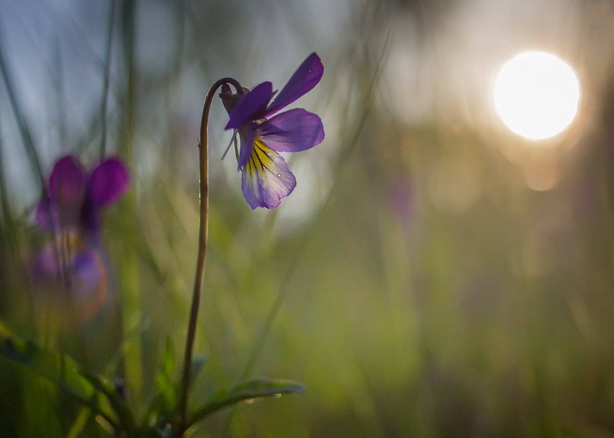 , Марина Брыдня