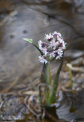 Весенний цвет