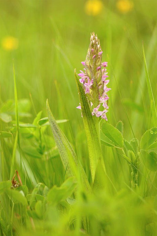 Orchis maculata, Кукушкины слезки, Ятрышник пятнистый Колосились в травах орхидеи фото превью