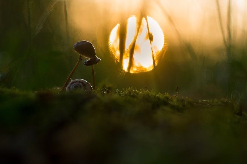 грибы Грибной рассвет фото превью