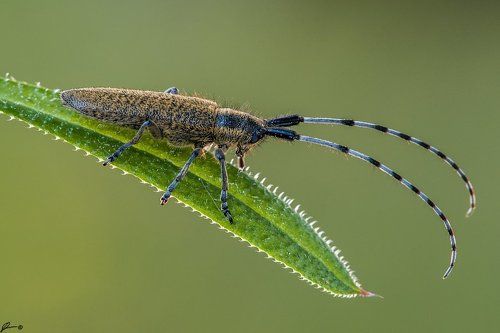 Agapanthia villosoviridescens