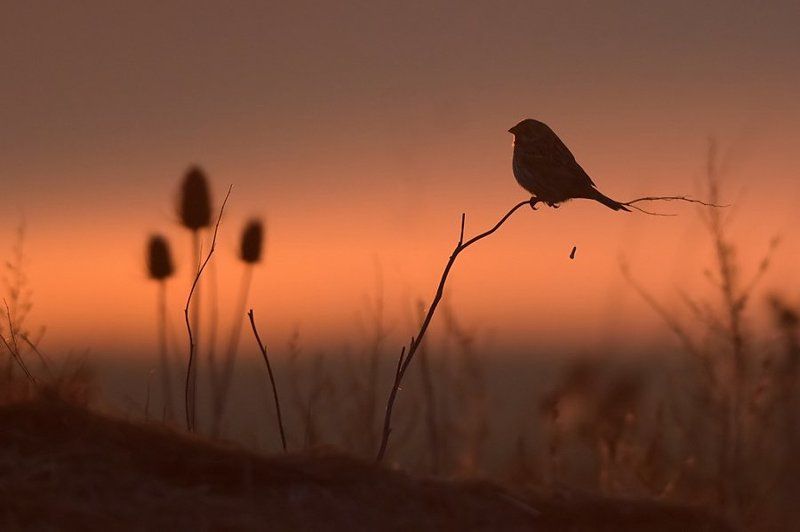 Potrzeszcz фото превью