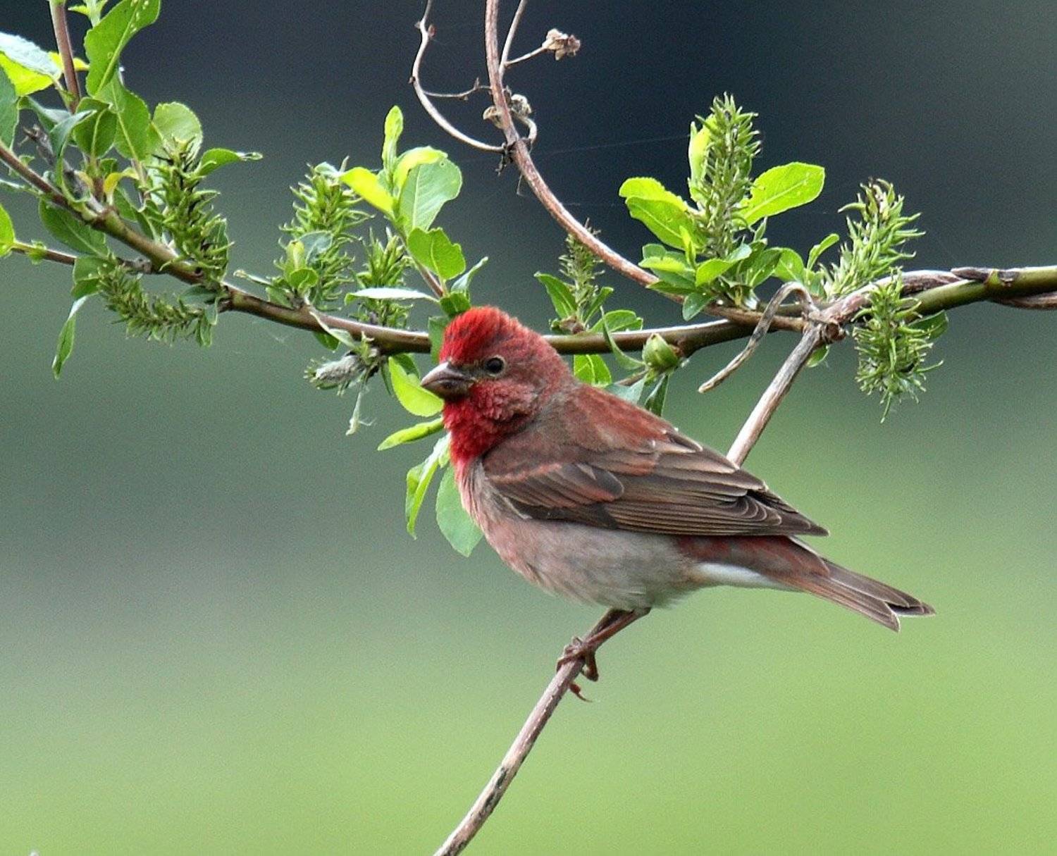 , Сергей Таланов