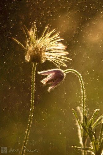 Про гордую блондинку и робкого юношу