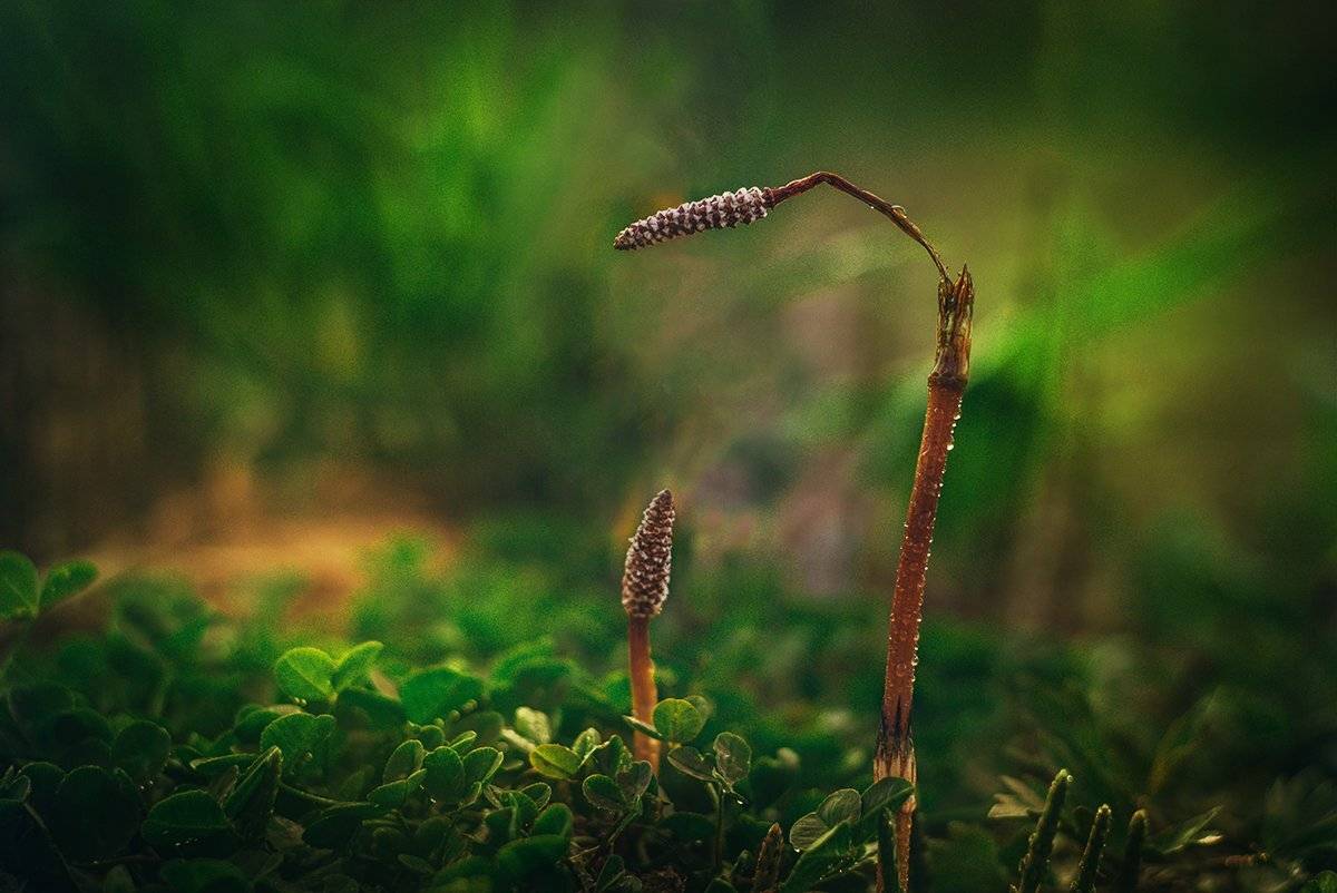 Весна, Макро, Макросъемка, Цветы, Парбукова Анна