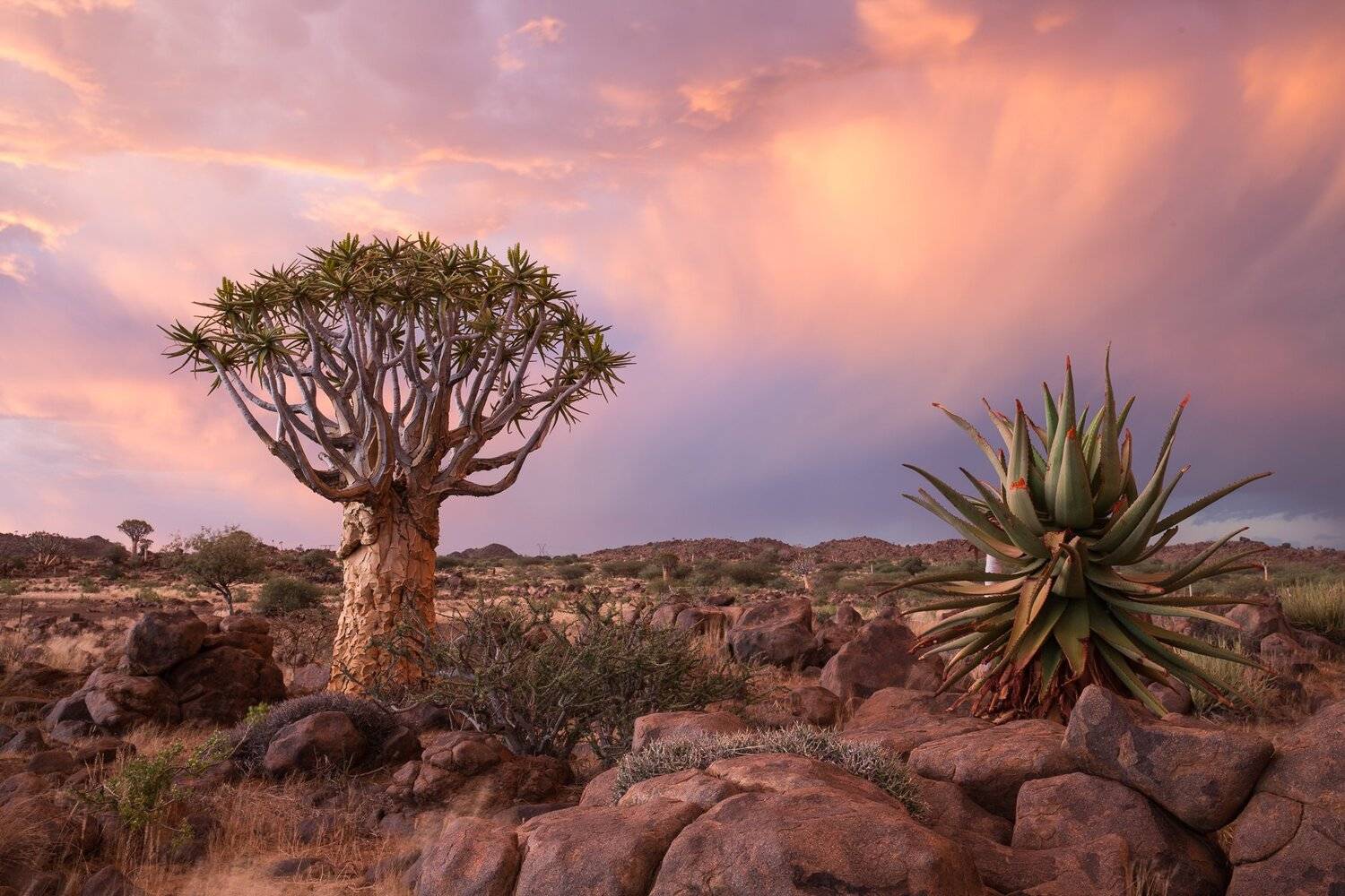 Намибия, алое, закат, Китмансхуп, Марина Маликова