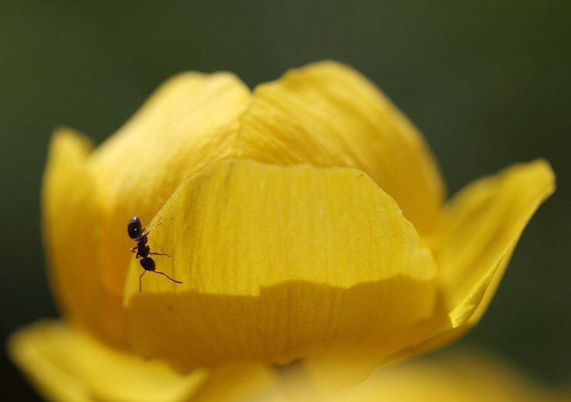 Купальница фото превью