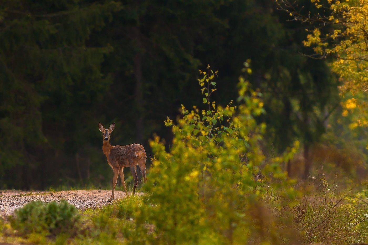 , Łukasz Sok&oacute;ł